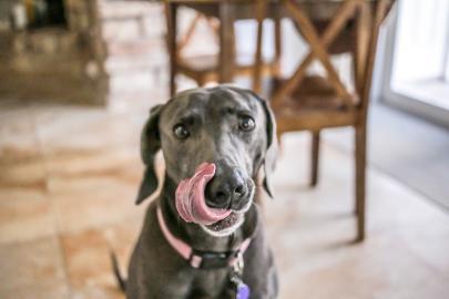 30 of the Best Healthy Dog Foods
