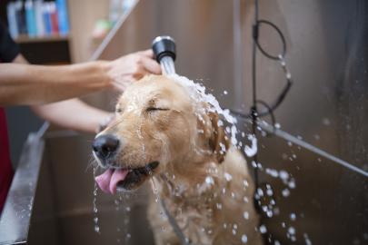 30 Best Dog Shampoos for Odor